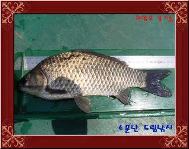 좌대비인하30,000원의암호소문난드림낚시입니다.