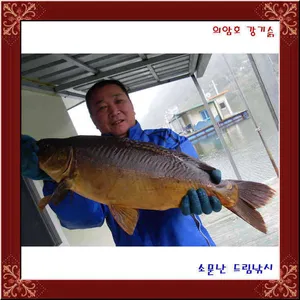 향어60cm괴물출몰,의암호강기슭소문난드림낚시입니다.