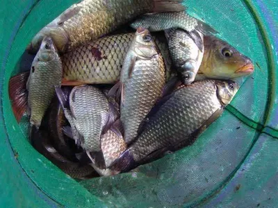 개심낚시터 5월5일 어린이날 모습