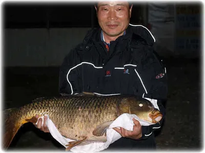 매전낚시터에 대물(쪼매 큰 잉어)출현!^^