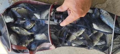 양평 힐링 수곡낚시터 101마리 기록갱신