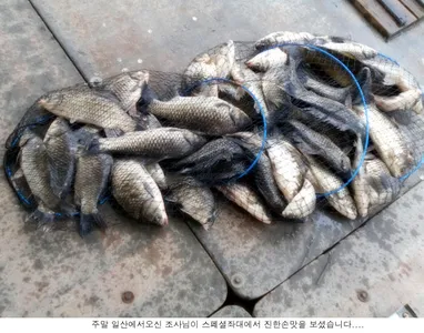 5월 첮주말 신봉지 조황입니다...