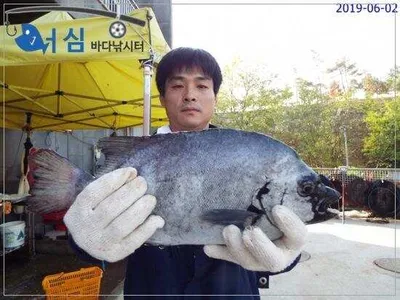 6월2일 어심바다낚시터조황 