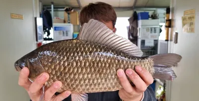 고삼지 사짜붕어 2마리 추가요~