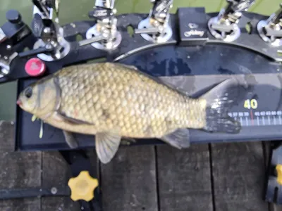 배수없는 항곡낚시터소식입니다.