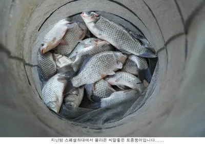 토종붕어 방류도하고 조황도 올립니다...