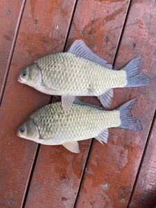 송전지 제일좌대 조황입니다.