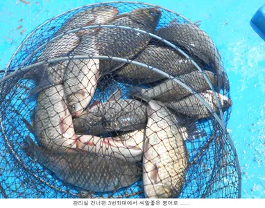 신봉지가 낚시터다워 졌습니다...