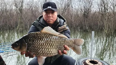 고삼지 48.5cm 대물급 붕어 !!