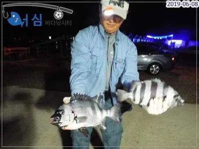 6월8일 어심바다낚시터조황