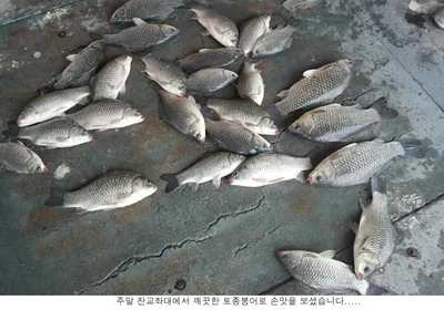 토종터에서 시원한 입질을.....