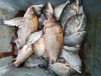 영남권 자연산 토종붕어 입수!!+.+