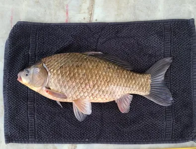 아산 명품월랑낚시터  4월 첫번째 조황 이야기 입니다...^^