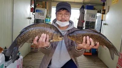 고삼지는 산란중!! 사짜붕어 조황입니다.