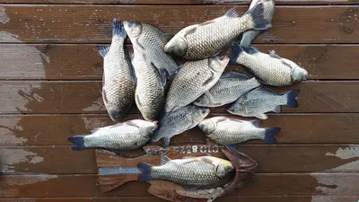 고삼지 붕어 타작중