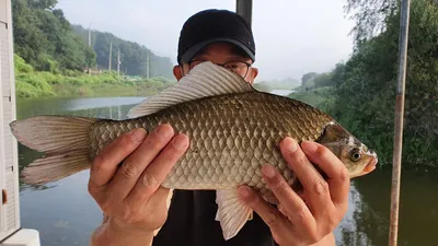 추석앞둔 고삼지 조황입니다.