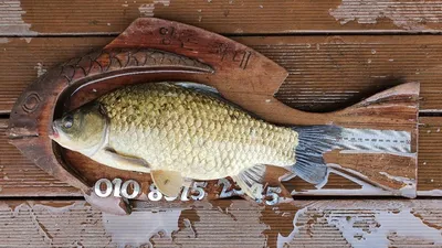 고삼지 핫핫!! 핫조황입니다.