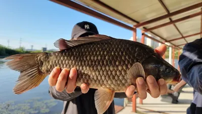 아산 명품 월랑낚시터 10월 첫번째  조황소식입니다.....^^