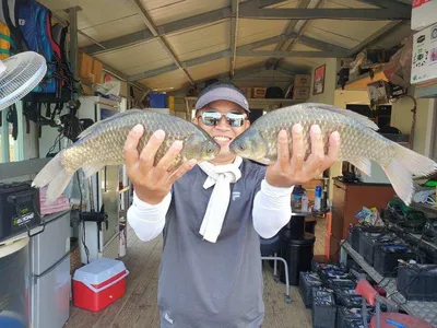 고삼지 붕어가 쏟아집니다.