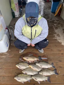 고삼지 사짜붕어!! 봄시즌 30마리 기록중!!