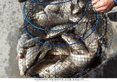 4월 마지막날 조황입니다