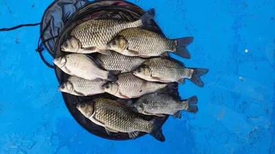 다시 시작된 고삼지 사짜붕어 행진중입니다.