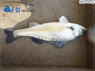 4월12일어심바다낚시터조황