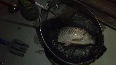 아산 명품 월랑낚시터 5월 네번째 조황이야기입니다...^^