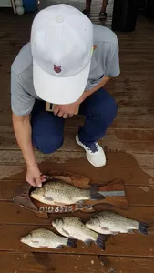 고삼지 최고의 포인트 꽝없는 조황입니다.