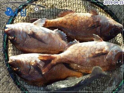 4월15일어심바다낚시터조황 