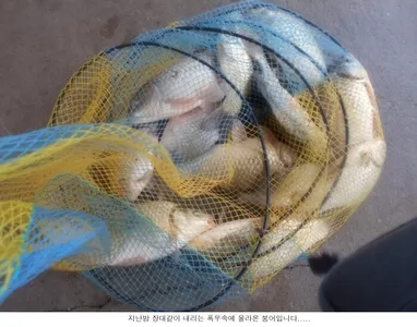 손맛, 충분하게 볼수가 있습니다....