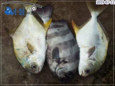 7월12일 어심바다낚시터조황