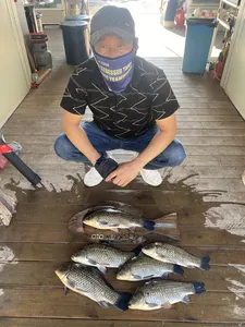 고삼지 상류권 덩어리 조황입니다.