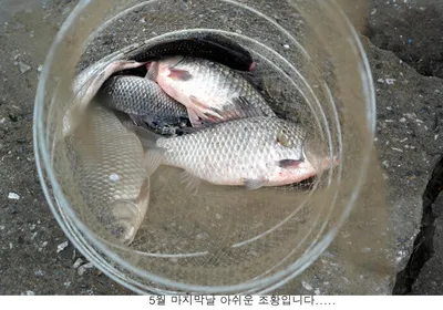 붕어다 어디가서 안나오냐....