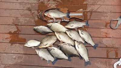 고삼지 상류권 시즌 알림!!