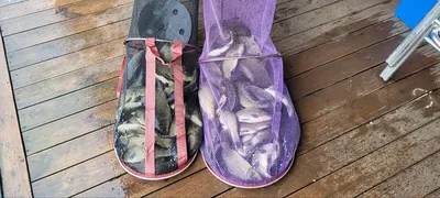 6월 넷째주 주말 양평 힐링 수곡낚시터 붕어대량방류 및 조황