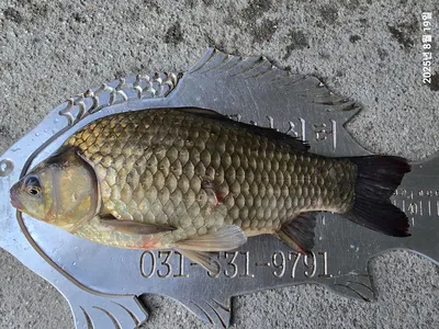 용담대물낚시터 