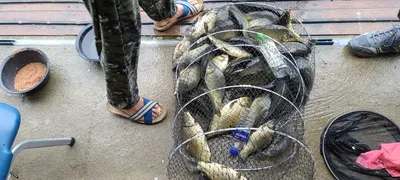 여름피서 붕어낚시 양평 수곡낚시터 수,목 조황 및 붕어방류