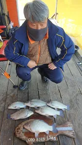 고삼지 최상류권 사짜붕어에 이어 마리수 타작