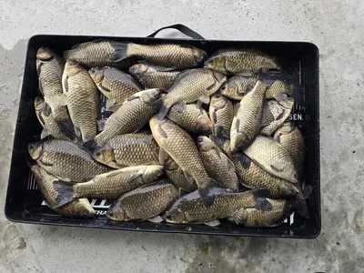 산란중  대박조황 입니다