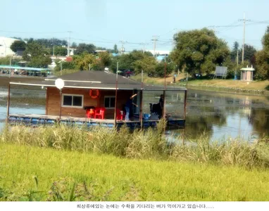 저수지 주변엔 풍년이 보입니다...