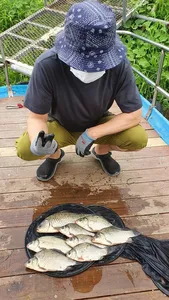 고삼지 오름수위 마리수 조황!