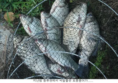 붕어때문에 머리가 아프네요......