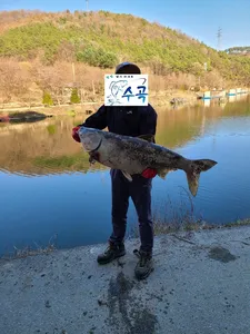 멋진풍광속 힐링 수곡낚시터 월,화 주초 조황 및 붕어 방류 안내