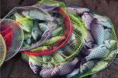 아산 영인지 1차 산란 들어갔습니다.