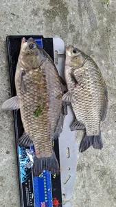 화곡낚시터 조황정보 