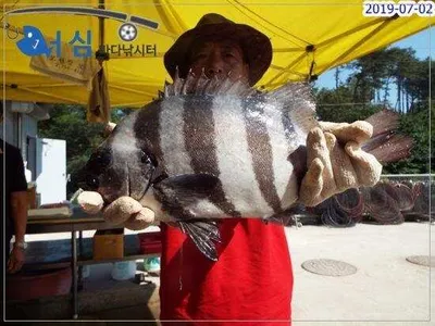 7월2일어심바다낚시터조황