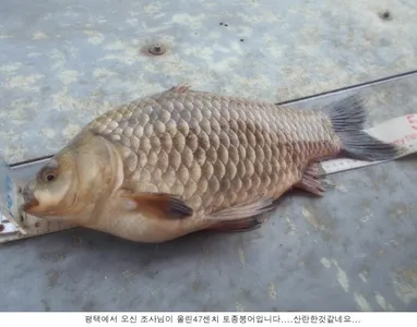 금년 최대어가 나와주었습니다...