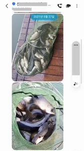 양평 힐링 수곡낚시터 5월마지막주 수,목 조황 고른편이며 금일 붕어방류