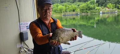 양평 힐링 수곡낚시터 6월셋째주초 월,화 조황 및 오늘 붕어 방류